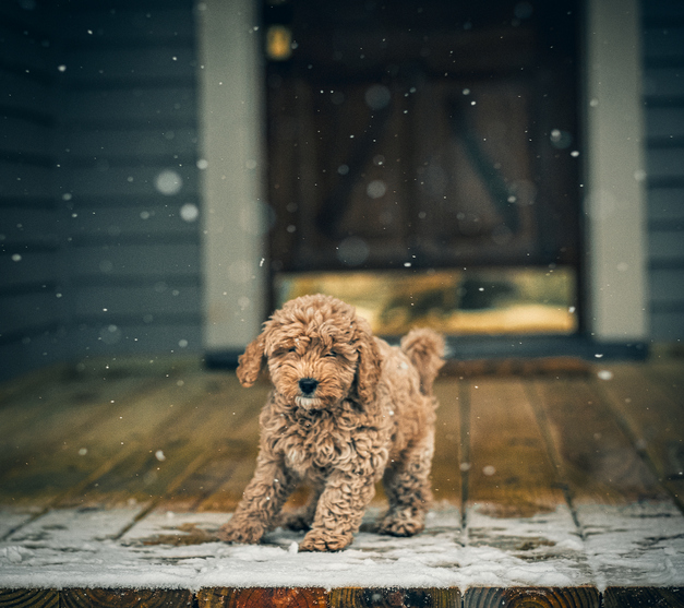 A young goldendoodle puppy experiences snowfall on the front porch for the first time.