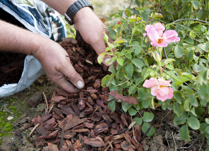 Gardener uses the pine bark to mulch a rose bush, in anticipation of the winter. Mulching is a cultivation technique.