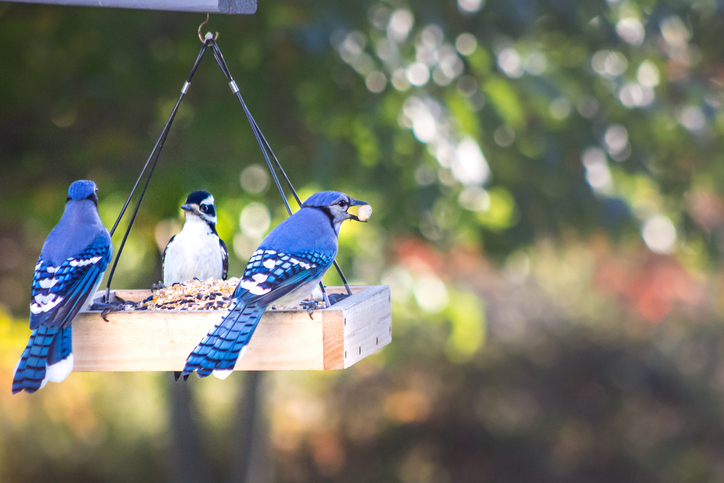 bring birds to your own year with diy birdfeeder